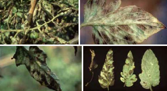 Щети по доматите Церкоспорови листни петна