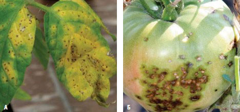 Опасно заболяване Черно бактериално петно