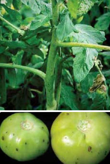 Два вируса Двойна ивица