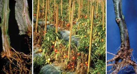 Гниене на кореновата шийка Фузариозно гниене