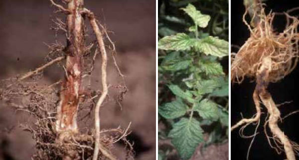 Болест, причинена от гъбата Fusarium solani Фузариозно кореново гниене