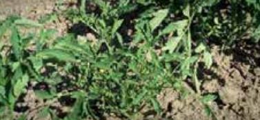 Ограничен растеж на зрели храсти