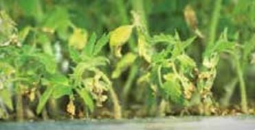 Хлоротични листа