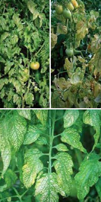 Болест, пренасяна от белокрилки Инфекциозна хлороза