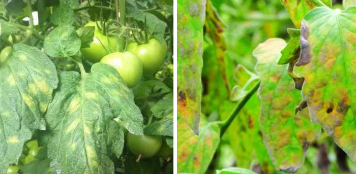 Кладоспориоза Маслиново петно