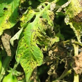 Кафяво петно