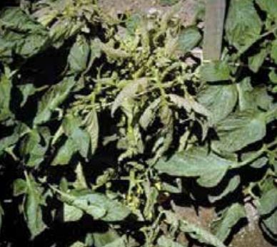 Начален етап