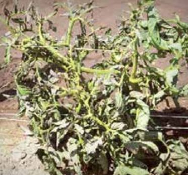 Къдравост на листата