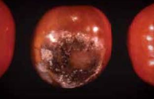 Ризоктониозно гниене на плодовете.