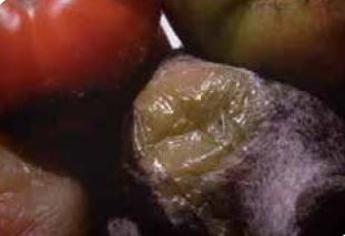 Меко гниене на плодовете