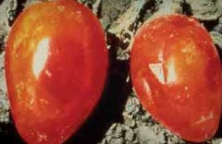 Питиево гниене на плодовете