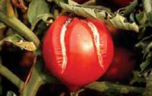 Кисело гниене