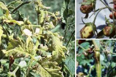 Мозайка от люцерна