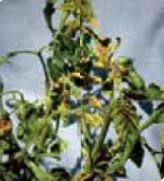 Пожълтяване и некроза на междужилковите тъкани на листа