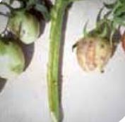 Промяна в цвета на стъблото и симптоми на плода