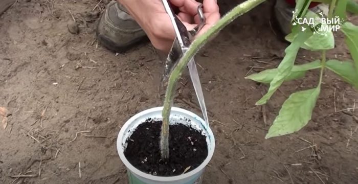 Как да спасим разсад Отрязване на засегнатата част