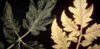 Н Недостатъчно азот