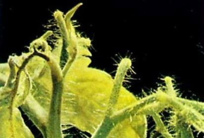 Б Дефицит на бор