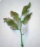 Цинк Дефицит на цинк