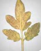 П Фосфорно гладуване