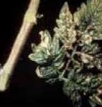 К Дефицит на калий