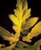 Магнезий Дефицит на магнезий