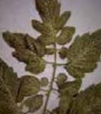 Минесота Недостиг на манган