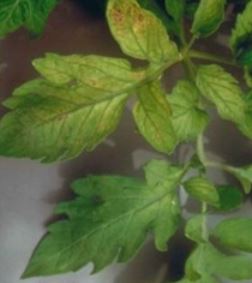 Мо Дефицит на молибден