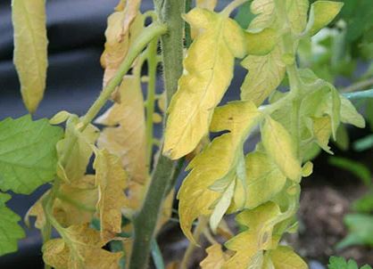 С Недостиг на сяра