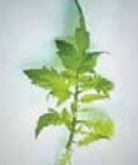 Fe Желязно гладуване