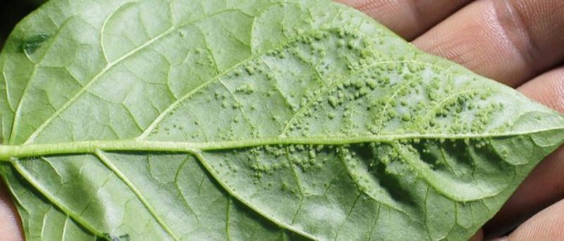 Подуване на листата