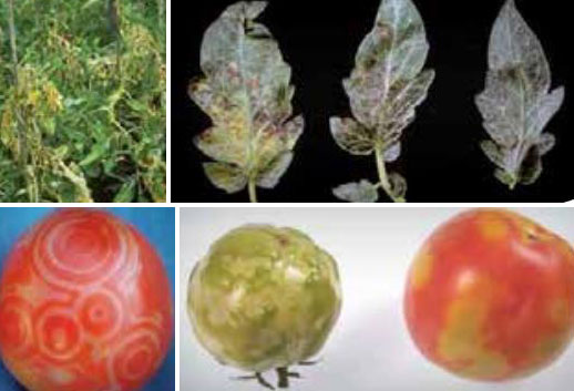 Кръгове върху плодове Петнисто увяхване