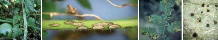 Септория Бяло листно петно