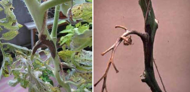 Увреждане на стъблото Стъблено гниене