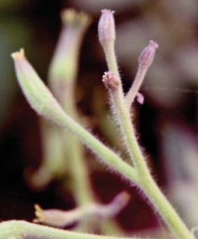 Щети по цветята