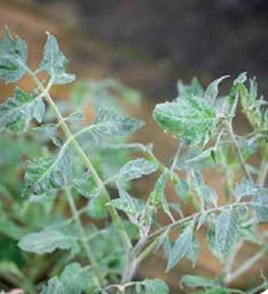 Гравиране на тютюн