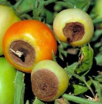 Щети по плодовете