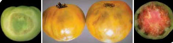 Неравномерно узряване Вътрешно покафеняване