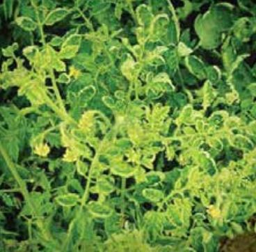 Пожълтяване на листата