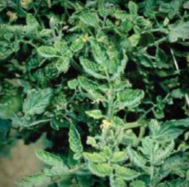 Къдрене на листата