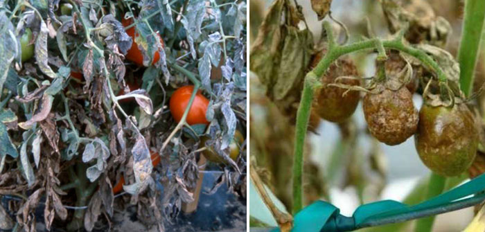 Щети по доматите Болести по доматите