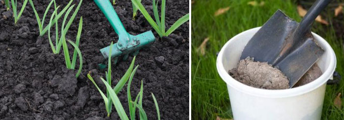 Лук и пепел Поръсване на лук с пепел