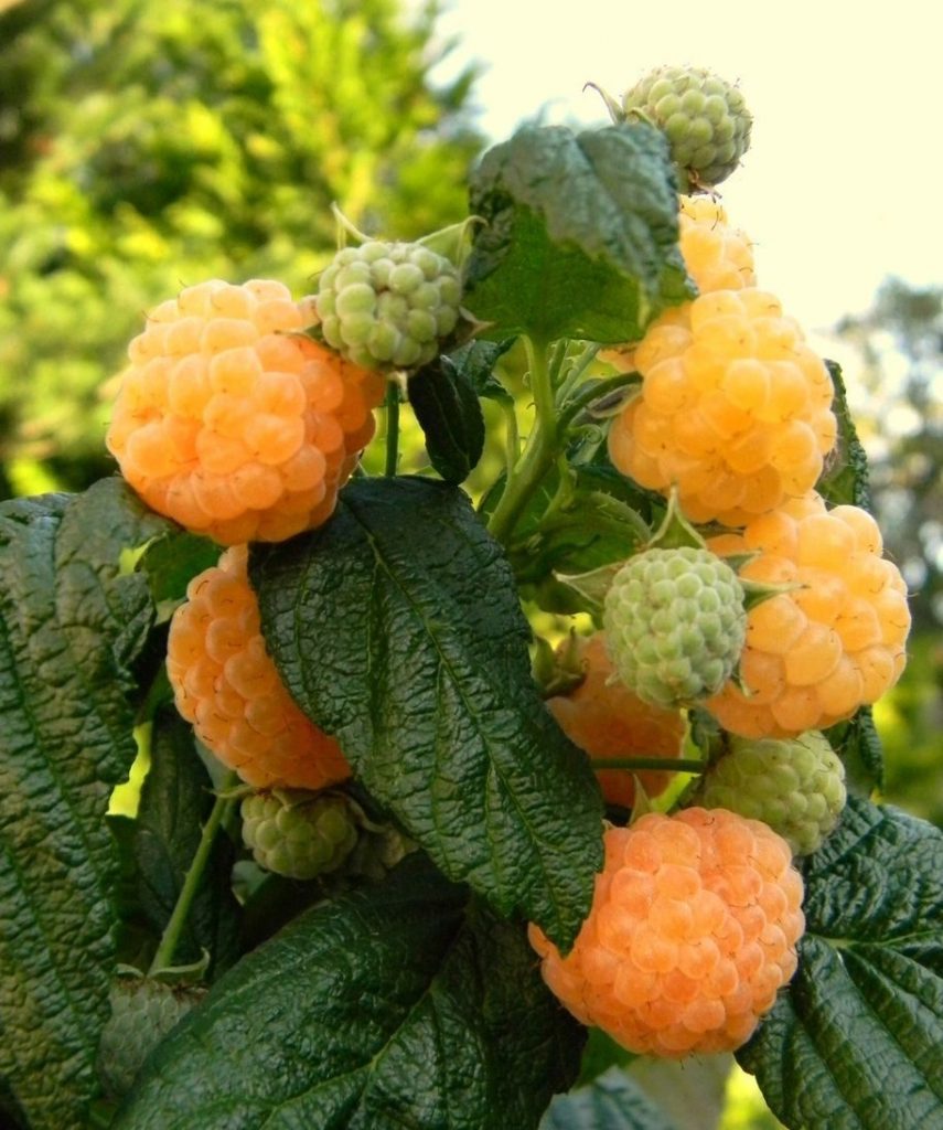 Малина Кайсия