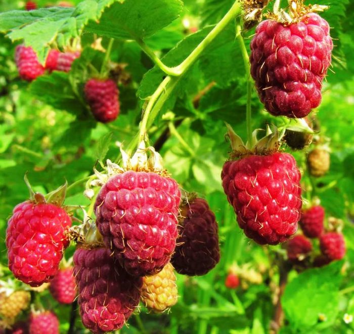 Малиново индийско лято