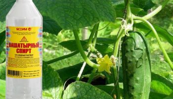 Амоняк за краставици