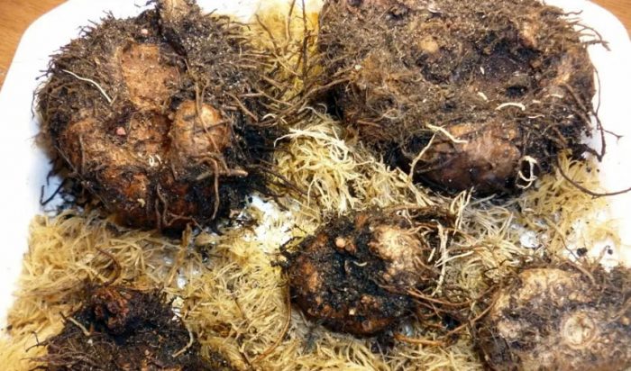 Грудки на бегония