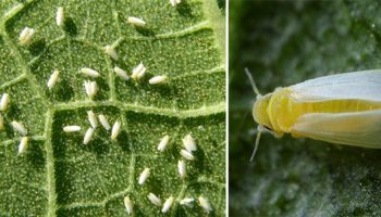 Белокрилка по краставиците