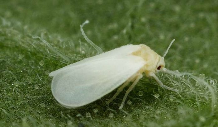 Възрастна белокрилка