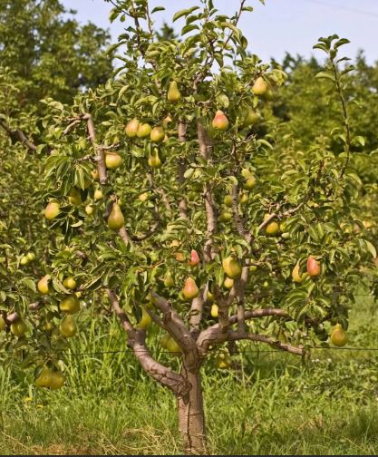 Круша с плодове Круша