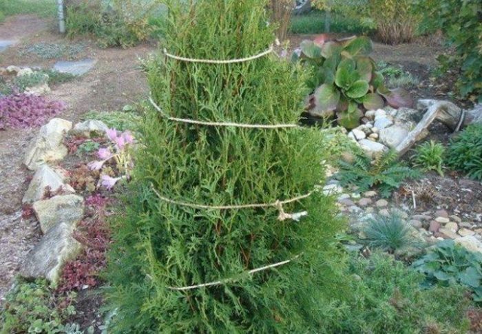 Връзване на иглолистни дървета